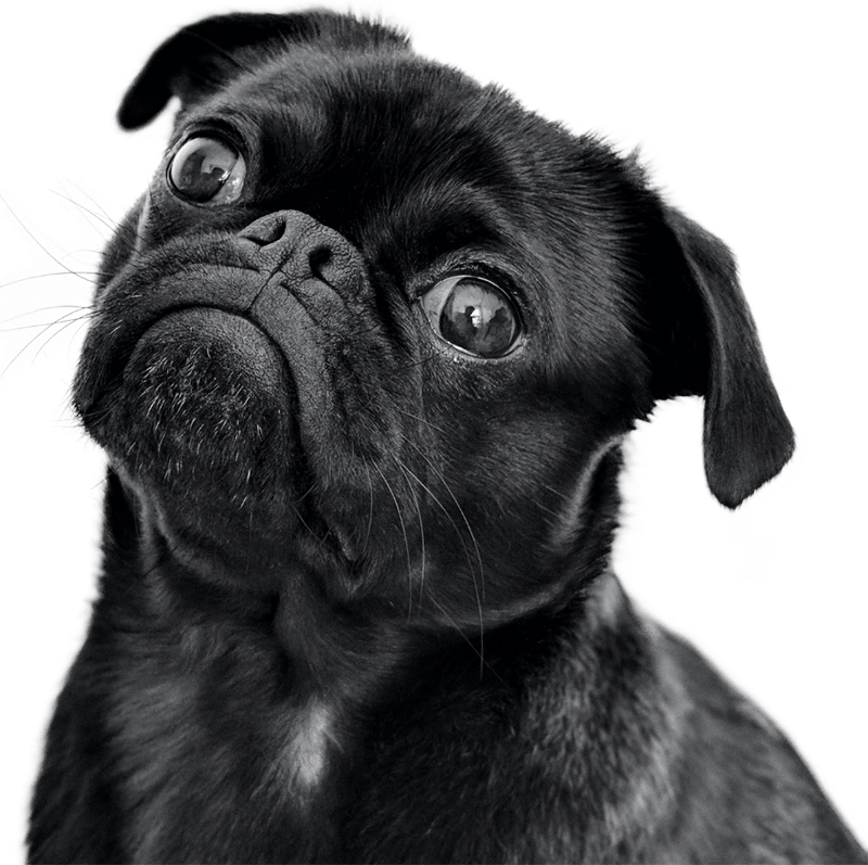 About Us 6 Black dog puppy