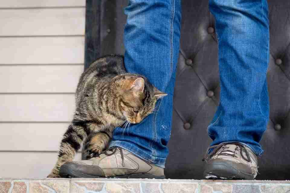 Why Do Cats Rub Against You ? Paws Crunch