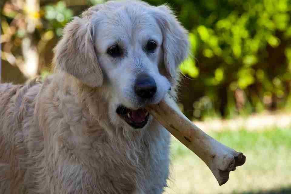 Dog eating raw bone