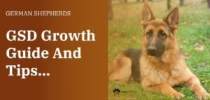 When Do German Shepherds Stop Growing?