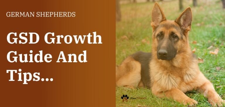 When Do German Shepherds Stop Growing?