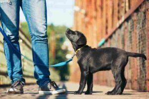 Protection Dog Training Tips