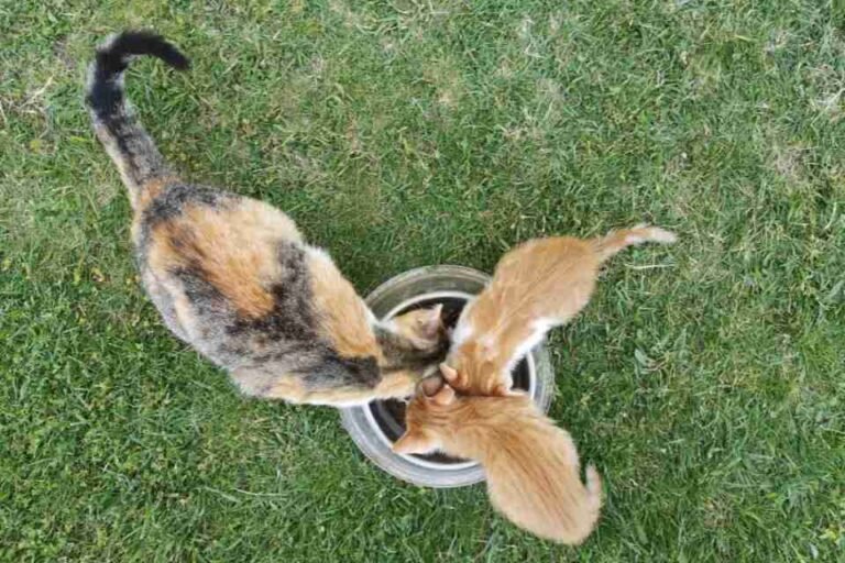 What Do Cats Like To Eat For Breakfast? 2 What Do Cats Like to Eat For Breakfast