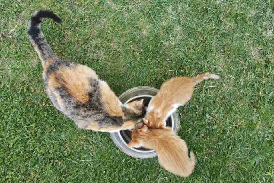 What Do Cats Like To Eat For Breakfast? 1 What Do Cats Like to Eat For Breakfast