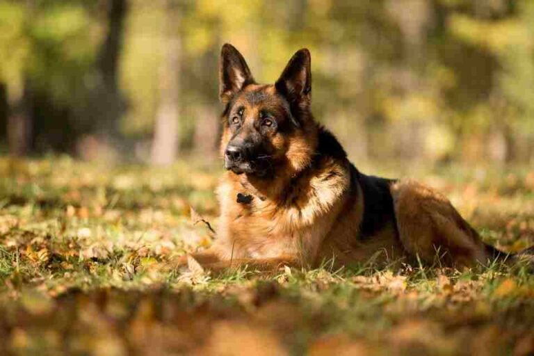 When Do German Shepherds Stop Growing? 1 when do German shepherds stop growing