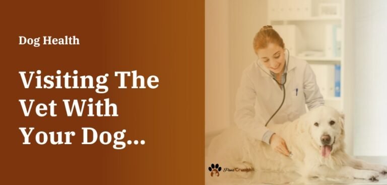 How Often Should I Take My Dog To The Vet