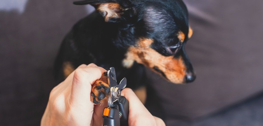 How To Trim Your Dog Nails 1