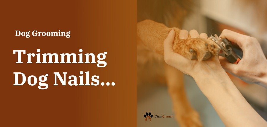 How To Trim Dog Nails